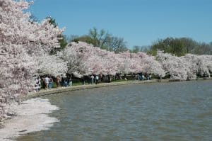 Cherry Blossoms in Washington, D.C. Photo: National Parks Service