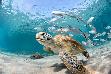 A sea turtle