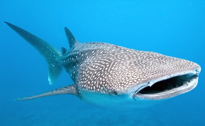 A whale shark